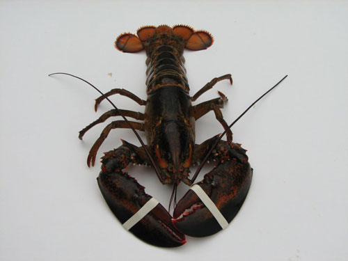 The American Lobster: Fishing on the North Shore