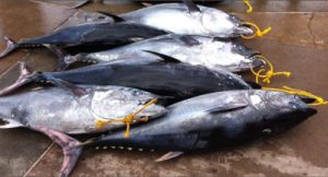 Pacific Bluefin Tuna